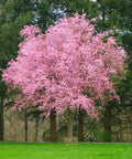 Thundercloud Plum Tree