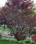 Thundercloud Plum Tree