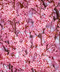 Thundercloud Plum Tree