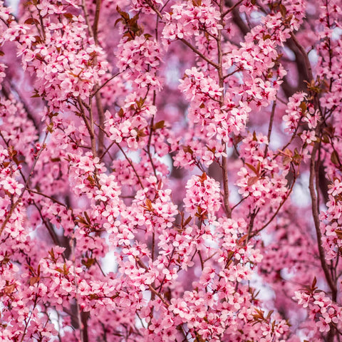 Thundercloud Plum Tree