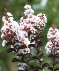 Thunderstruck™ White Lightning™ Crape Myrtle Tree