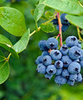 Tifblue Blueberry Bush