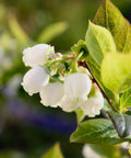 Tifblue Blueberry Bush