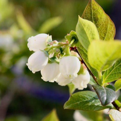 Tifblue Blueberry Bush