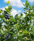 Tifblue Blueberry Bush