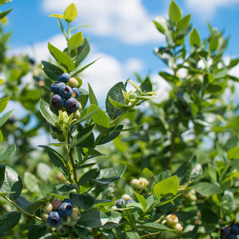 Tifblue Blueberry Bush