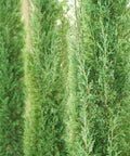 Tiny Tower Italian Cypress