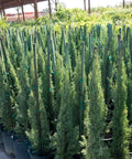 Tiny Tower Italian Cypress