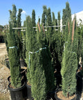 Tiny Tower Italian Cypress 15 gallon