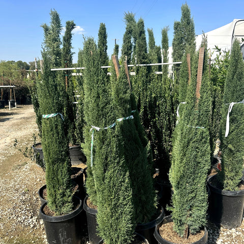 Tiny Tower Italian Cypress 15 gallon