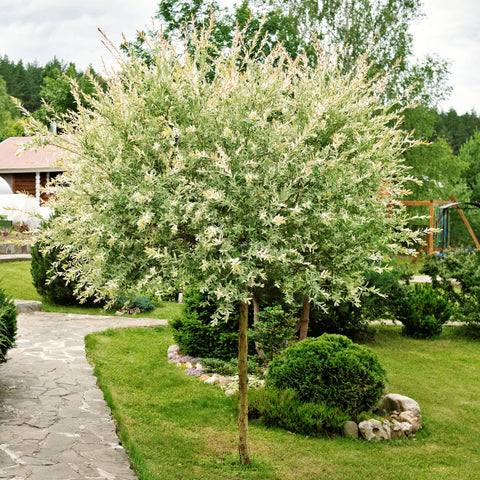Tri-Color Dappled Willow Tree