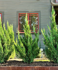 Trautman Juniper