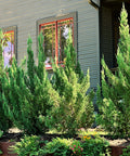 Trautman Juniper