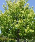 Trident Maple Tree