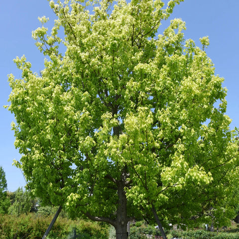 Trident Maple Tree