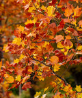 Trident Maple Tree