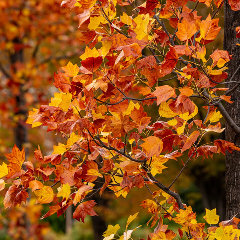 Trident Maple Tree