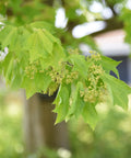 Trident Maple Tree