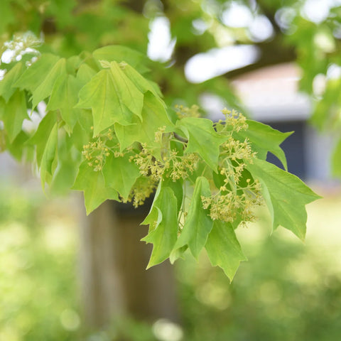 Trident Maple Tree
