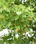 Trident Maple Tree