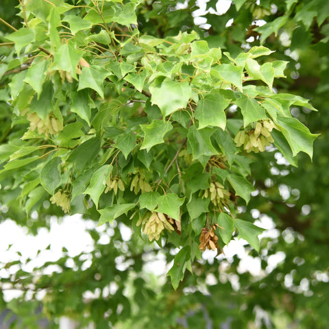 Trident Maple Tree