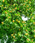 Tulip Poplar Tree