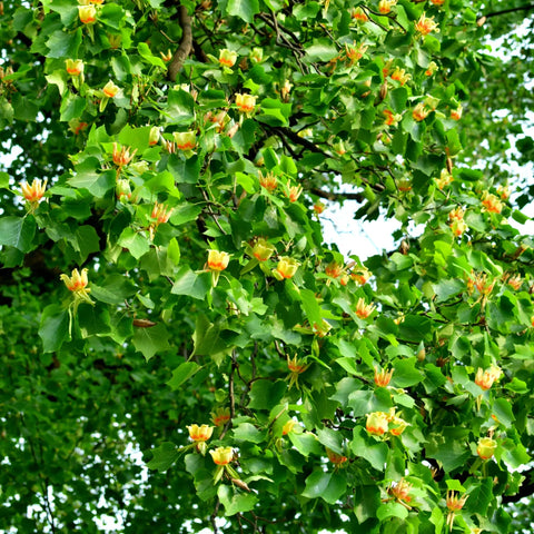 Tulip Poplar Tree