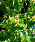 Tulip Poplar Tree