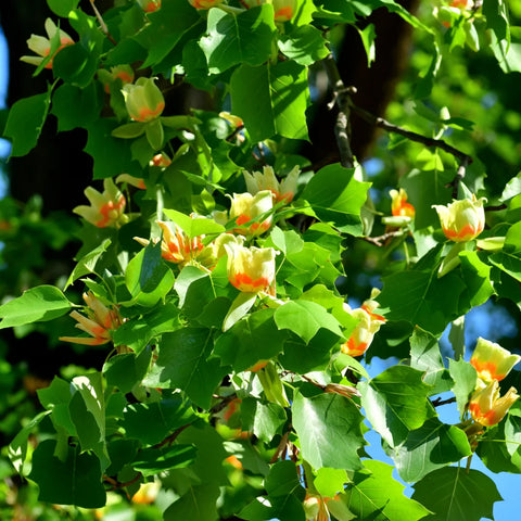 Tulip Poplar Tree
