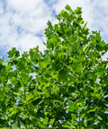 Tulip Poplar Tree