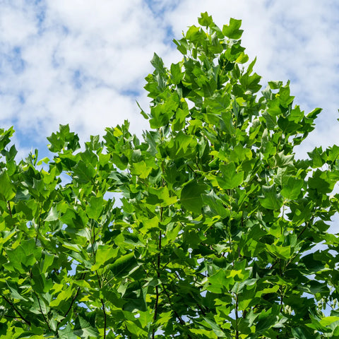 Tulip Poplar Tree