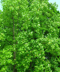 Tulip Poplar Tree