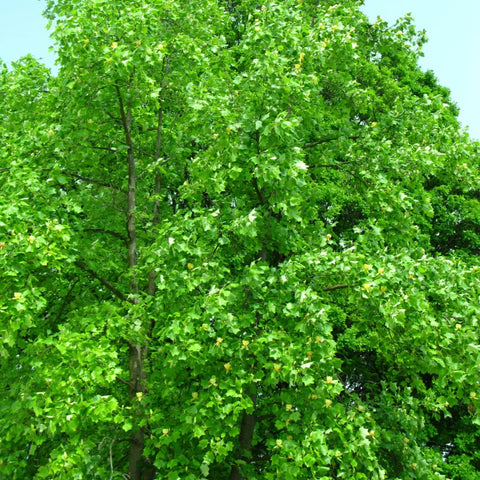 Tulip Poplar Tree