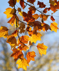 Tulip Poplar Tree