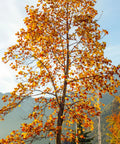 Tulip Poplar Tree