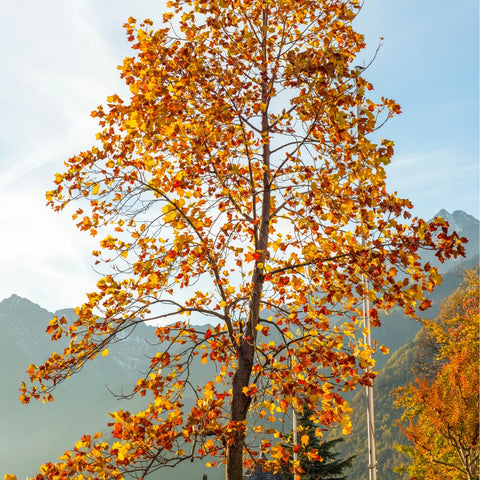 Tulip Poplar Tree