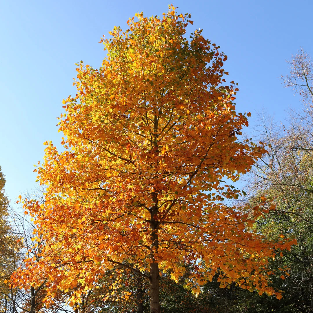 Tulip Poplar Tree | Fast-Growing Shade Tree with Spring Blooms – Simply ...