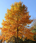 Tulip Poplar Tree