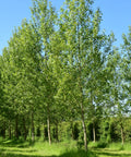 Tulip Poplar Tree