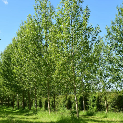 Tulip Poplar Tree