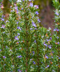 Tuscan Blue Rosemary
