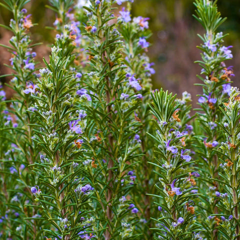 Tuscan Blue Rosemary