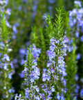 Tuscan Blue Rosemary