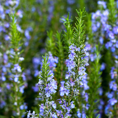 Tuscan Blue Rosemary