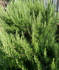 Tuscan Blue Rosemary