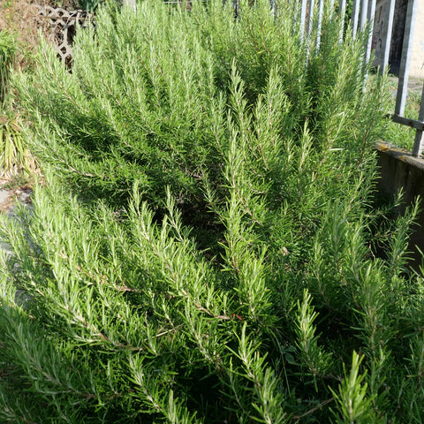 Tuscan Blue Rosemary