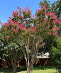 Tuscarora Crape Myrtle