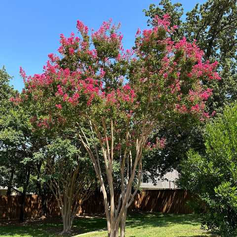 Tuscarora Crape Myrtle