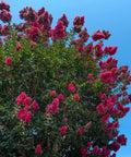 Tuscarora Crape Myrtle