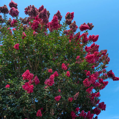 Tuscarora Crape Myrtle